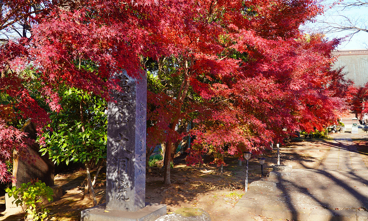 河内町の大洞院のもみじの紅葉