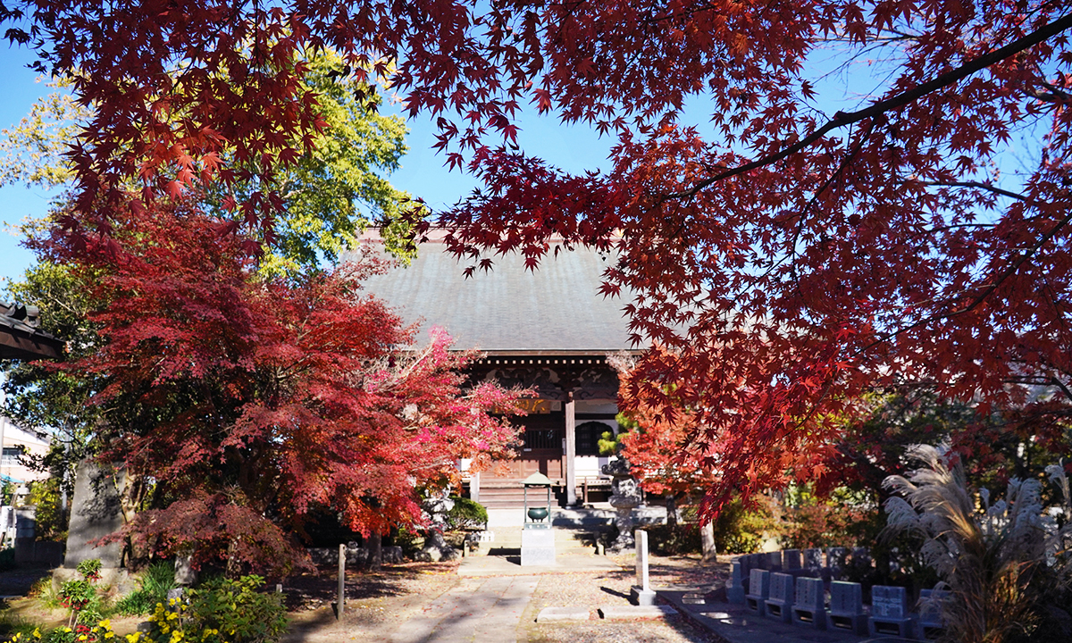 河内町の大洞院の参道・本堂前の紅葉
