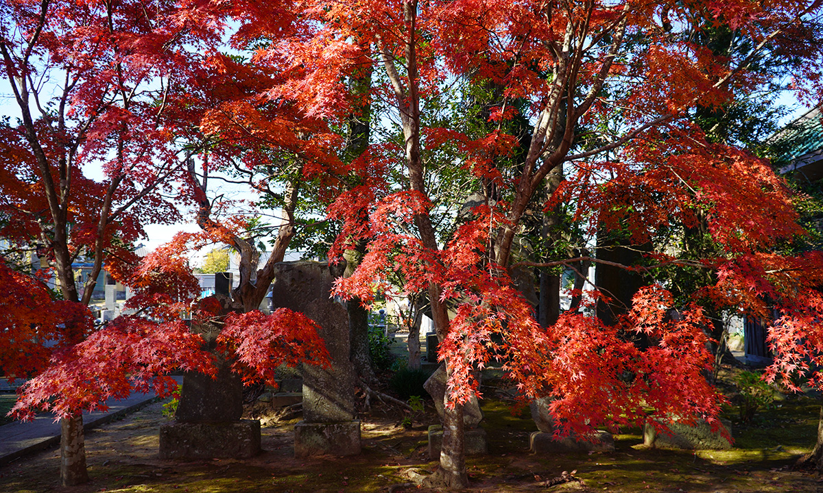 河内町の大洞院の歌碑と紅葉の様子