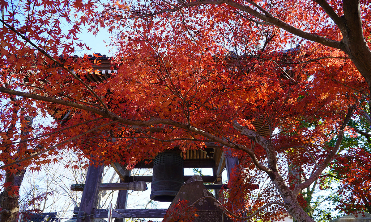 大洞院の鐘楼と紅葉の様子