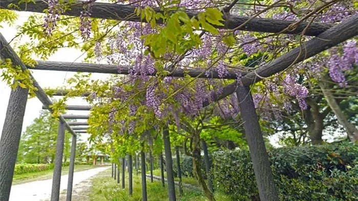 茨城県河内町おすすめ観光スポットの水と緑のふれあい公園
