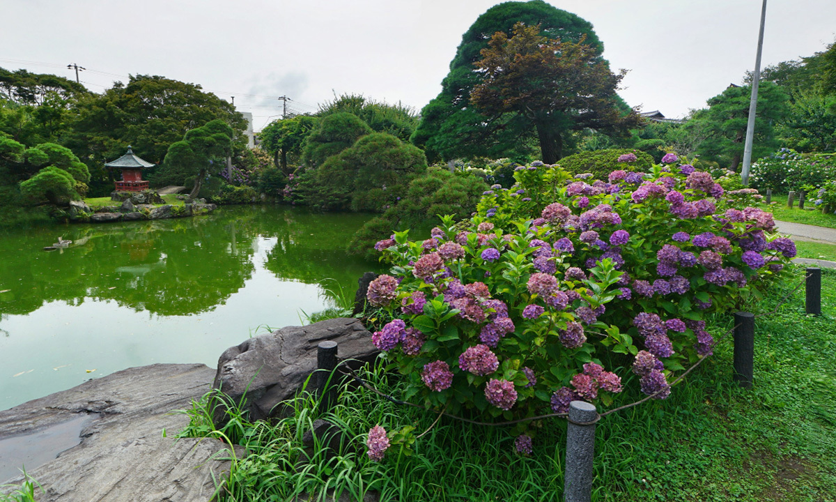 茨城県水戸市あじさい観光名所の保和苑