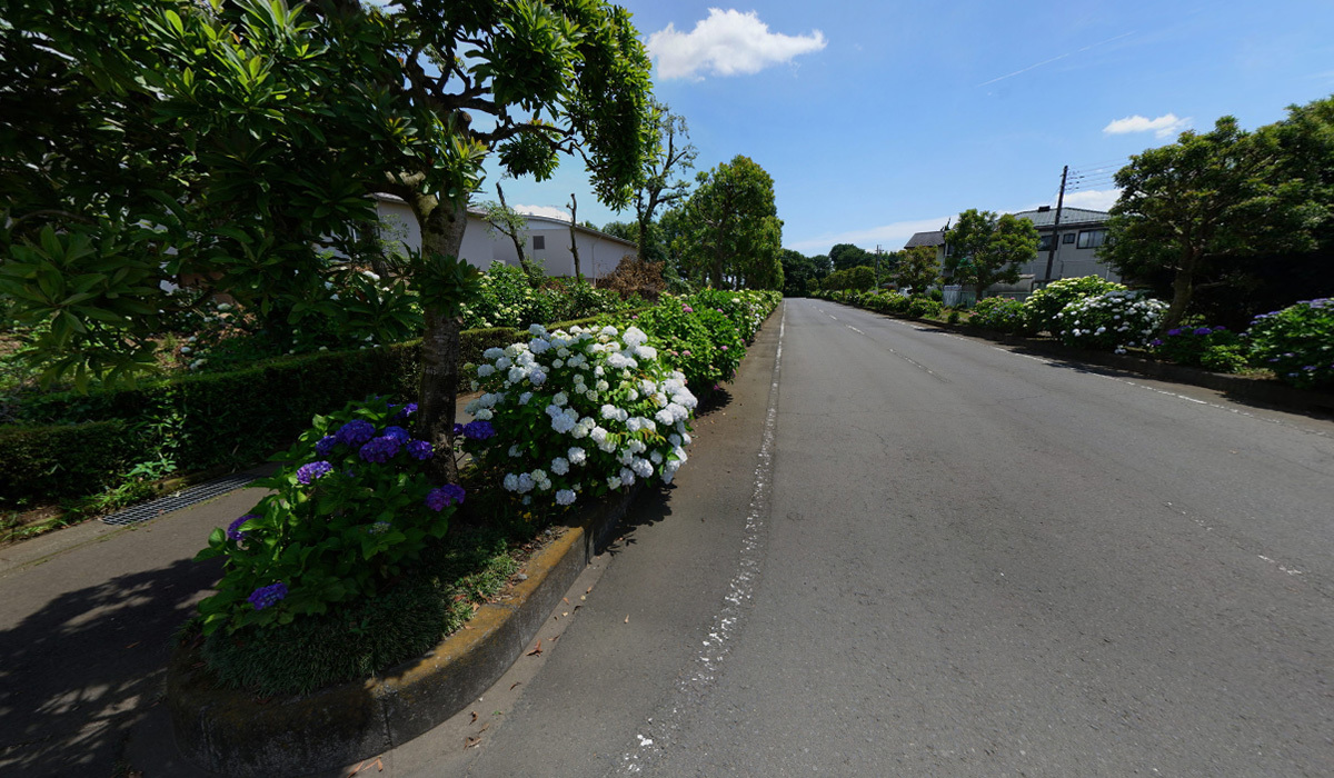 筑西市おすすめスポット県西生涯学習センター・あじさい