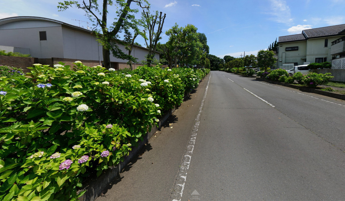 茨城県筑西市の観光名所の県西生涯学習センター・あじさい