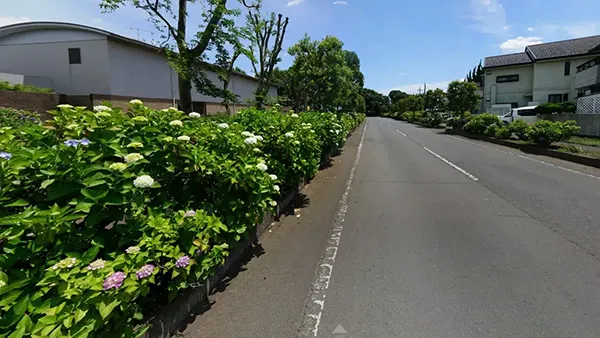 茨城県筑西市のあじさい観光名所の県西生涯学習センター・あじさいの案内VRツアー