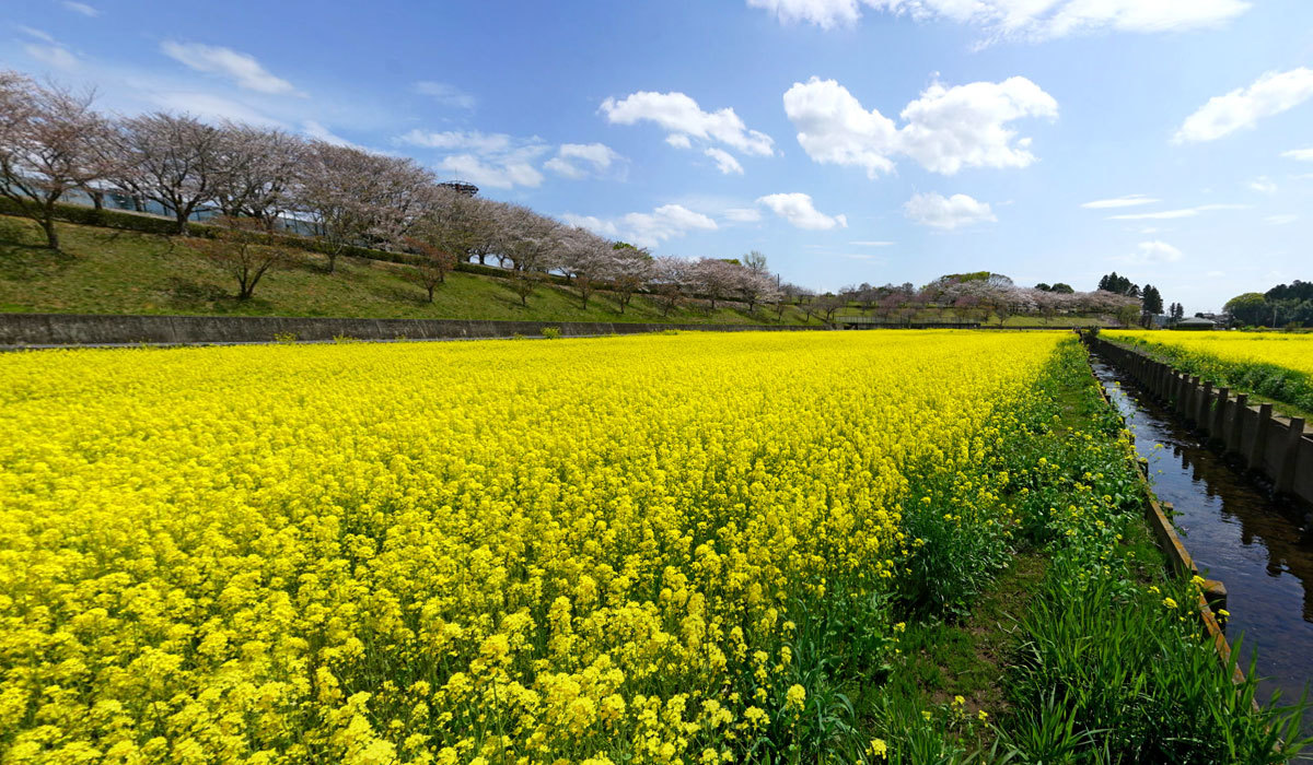 茨城県小美玉市の菜の花畑観光名所の希望ヶ丘公園