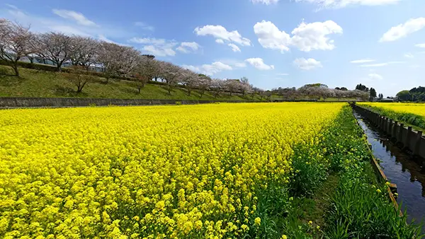 茨城県小美玉市の菜の花畑観光名所の希望ヶ丘公園