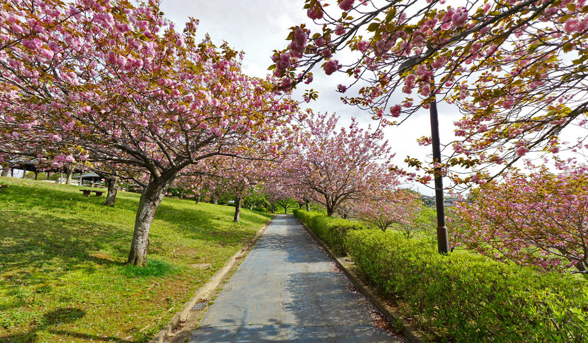 小美玉市の希望ヶ丘公園のぼたん桜VRツアー