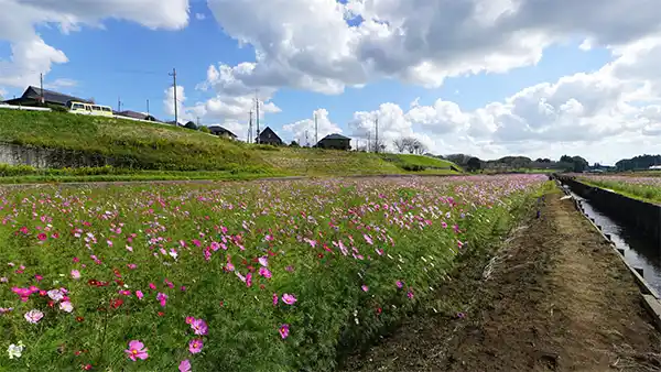 小美玉市おすすめ観光スポットの希望ヶ丘公園のコスモス畑