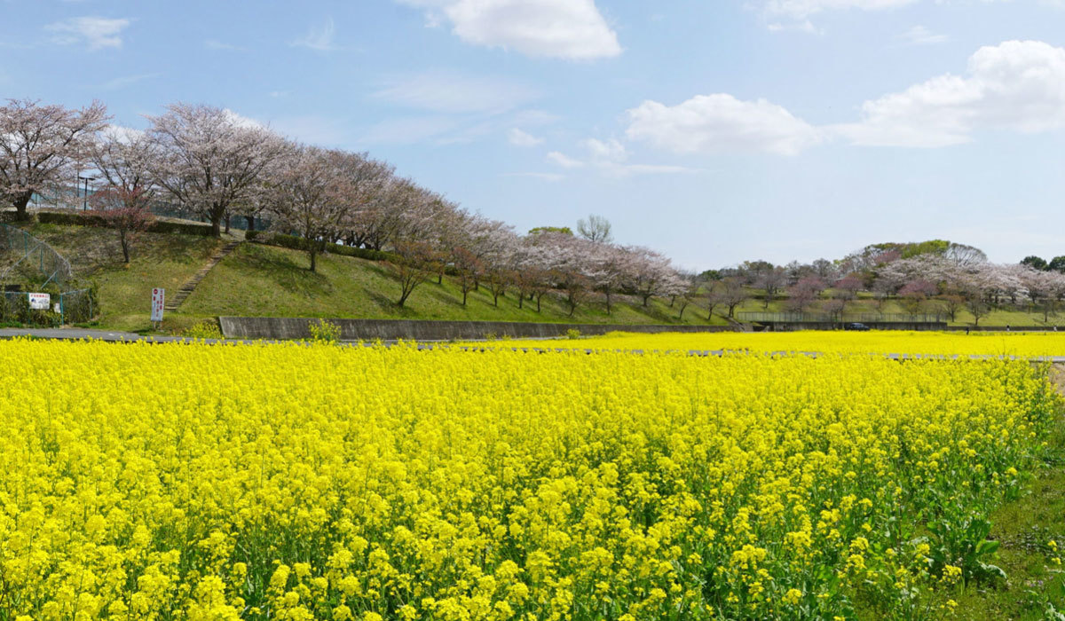 小美玉市おすすめ観光スポットの希望ヶ丘公園の菜の花畑