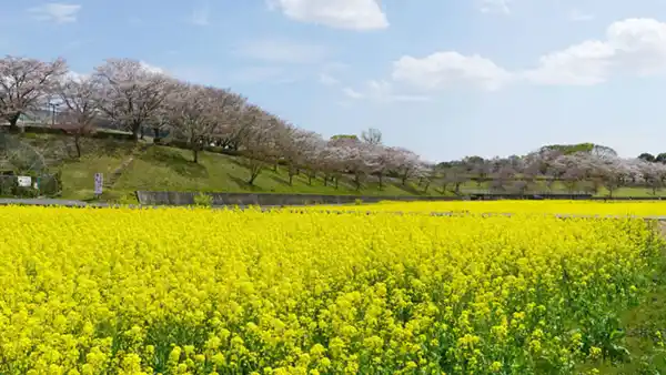 小美玉市おすすめ観光スポットの希望ヶ丘公園の菜の花畑