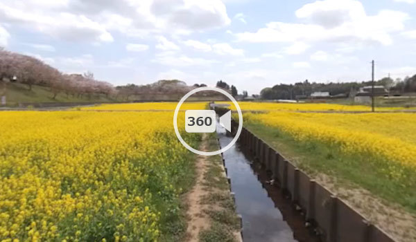 小美玉市の希望ヶ丘公園周辺の菜の花畑の360度動画