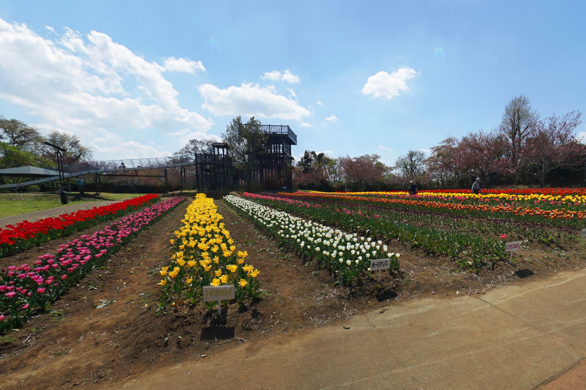 美浦村の木原城址城山公園のチューリップ畑