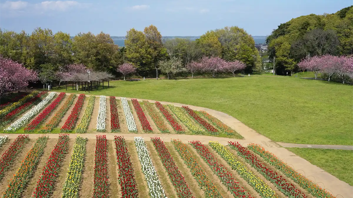 木原白山公園の展望台からのチューリップ・八重桜の景観