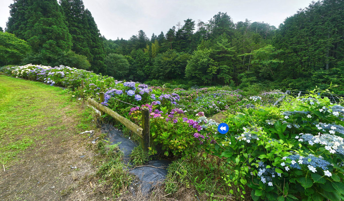 北茨城市おすすめ季節観光名所のあじさいの森