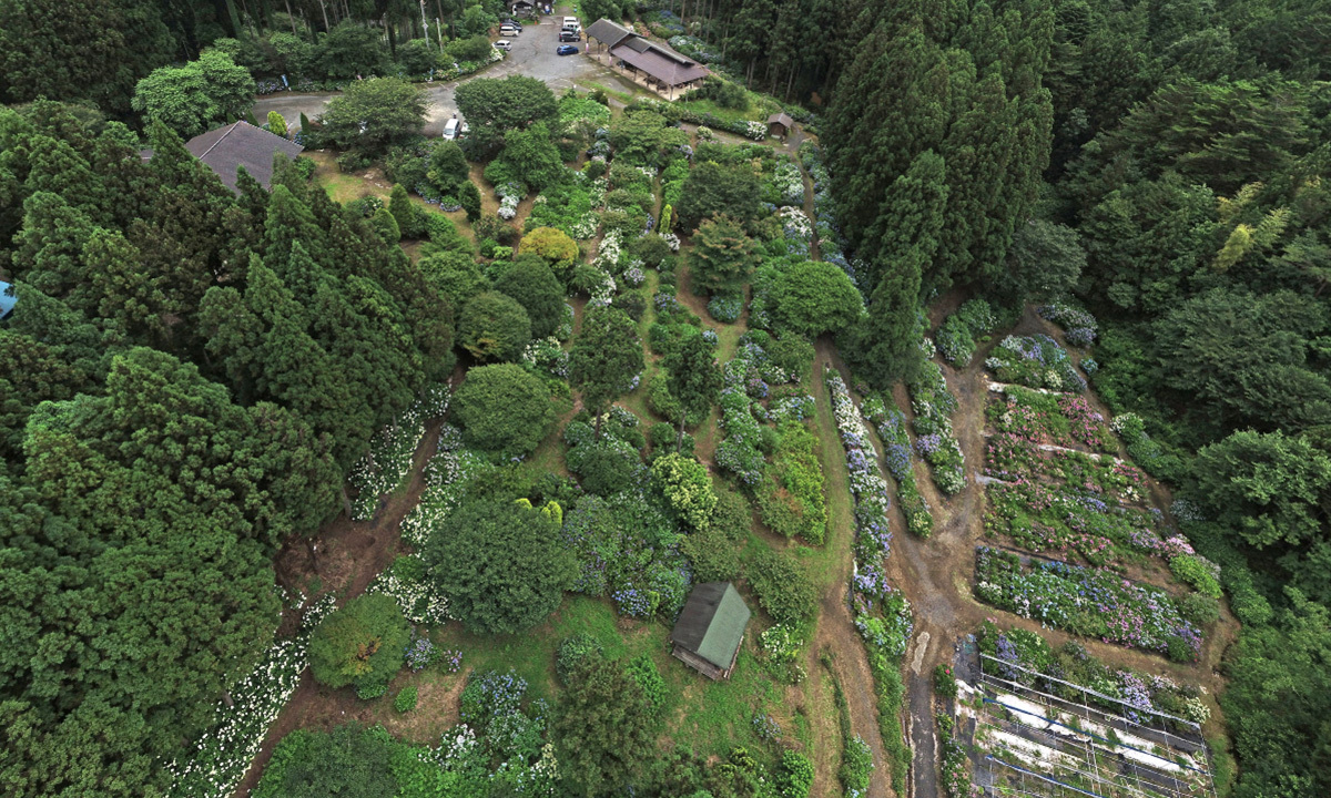 茨城県北茨城市の観光名所のあじさいの森