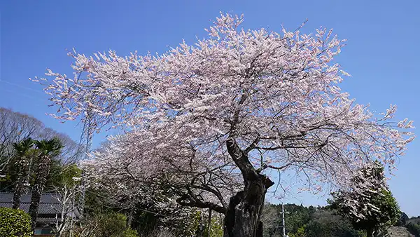 茨城県北茨城市の東漸寺の江戸彼岸桜・一本桜の開花写真