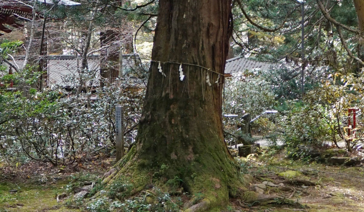 北茨城市おすすめ観光スポットの花園神社の高野槙