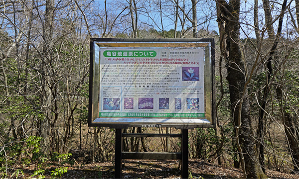 茨城県北茨城市の亀谷地湿原の水芭蕉