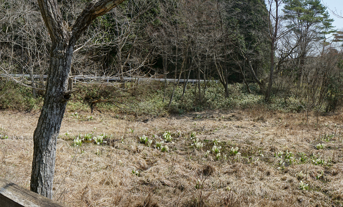 亀谷地湿原の水芭蕉群生地VRツアー