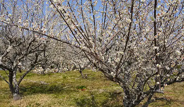 茨城県北茨城市の東禅寺の梅林VRツアー