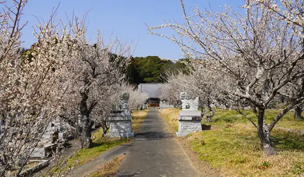 東漸寺の梅林の開花