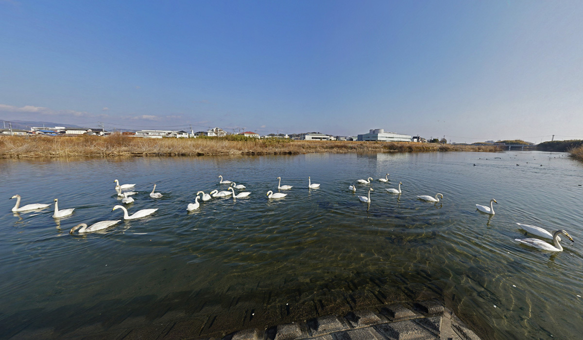 北茨城市・白鳥飛来地の大北川河口付近