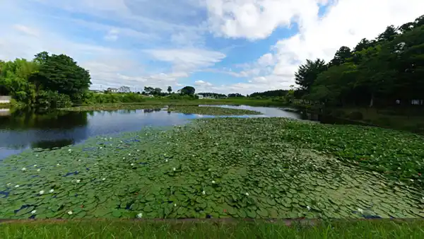 小美玉市外之内のスイレンおすすめスポットの北山池緑地広場のスイレン