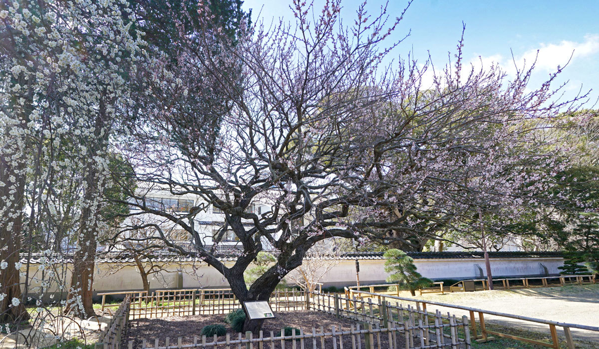 水戸市の弘道館にある水戸発祥の品種の烈公梅