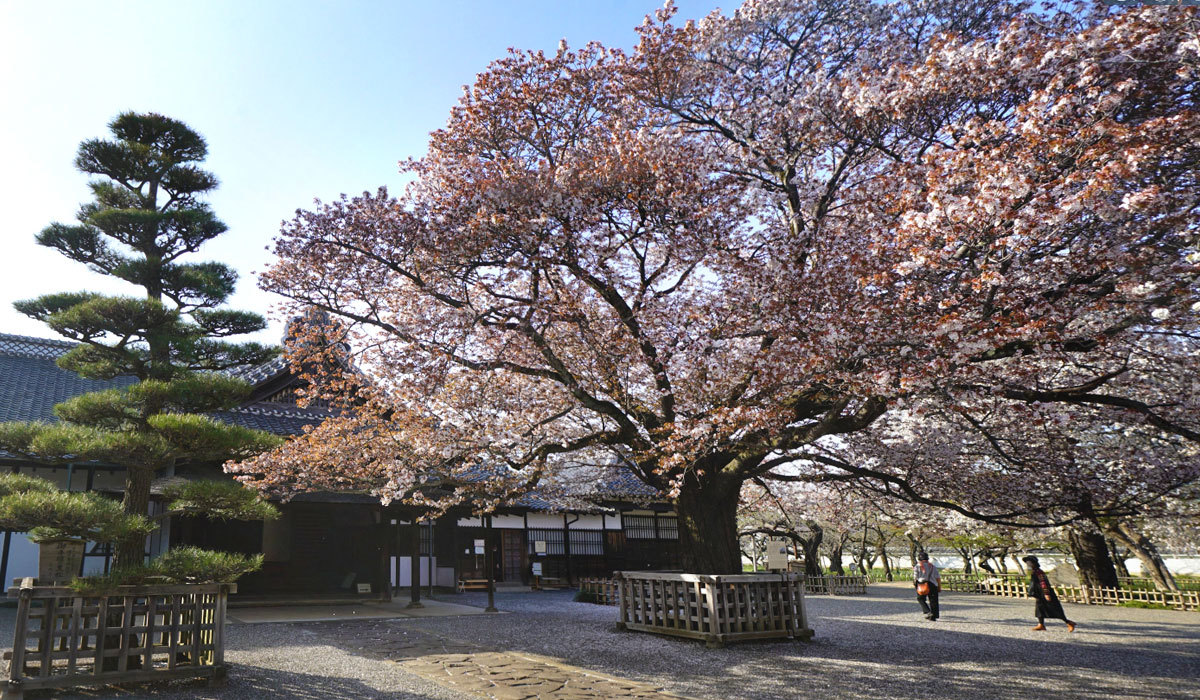 水戸市桜花見名所の弘道館の左近の桜