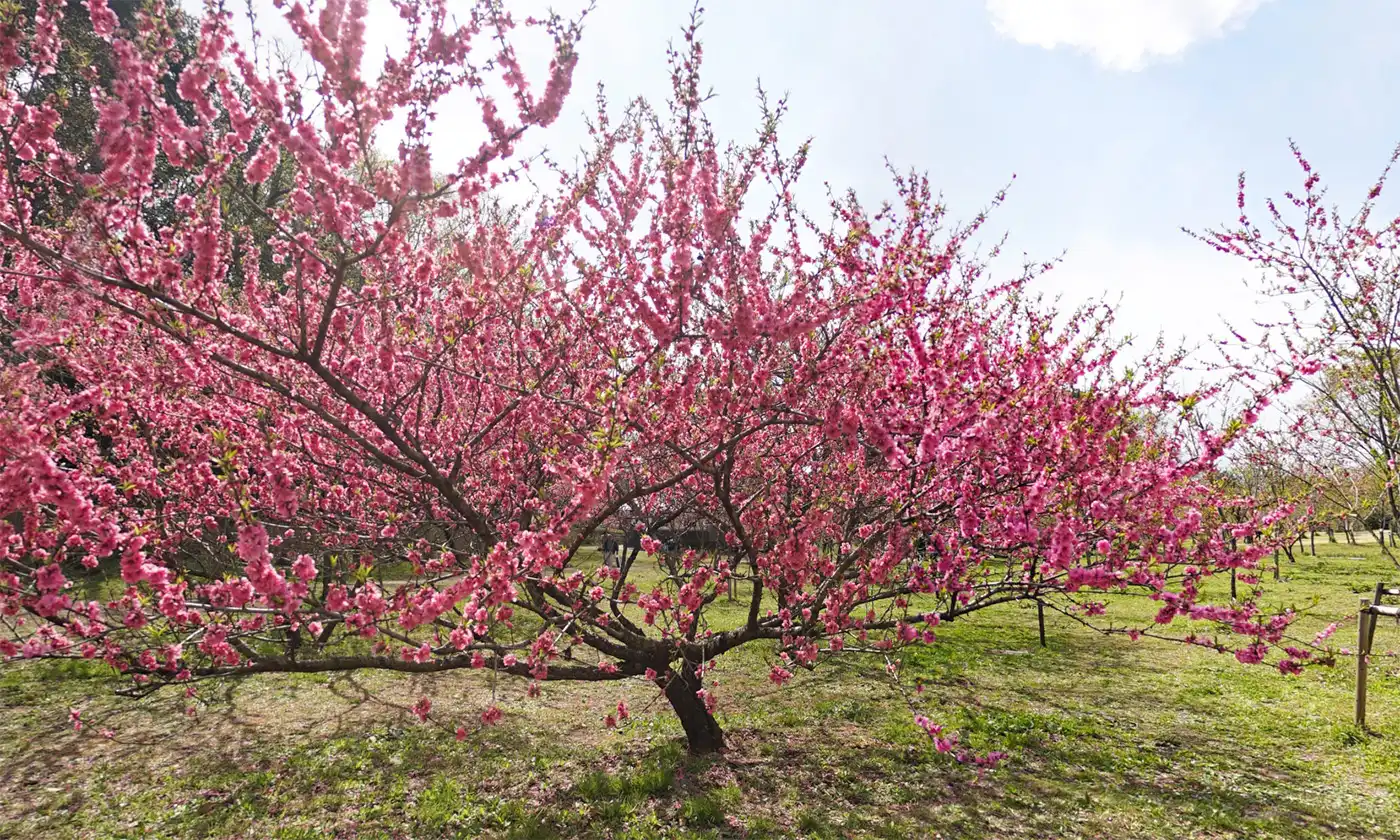 古河市の古河公方公園の花桃の様子