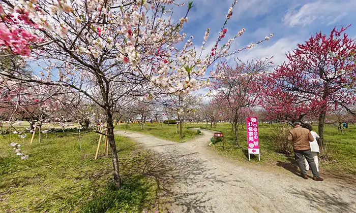 茨城県古河市の古河公方公園の花桃林