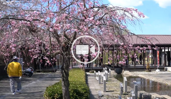 古河市観梅名所の古河公方公園の観光動画