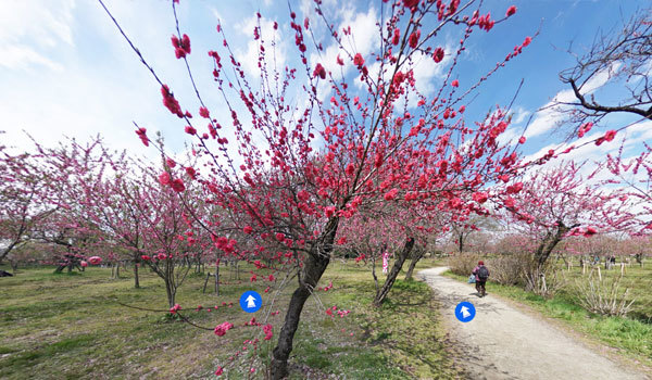 茨城県古河市の観梅・花桃観光名所の古河公方公園