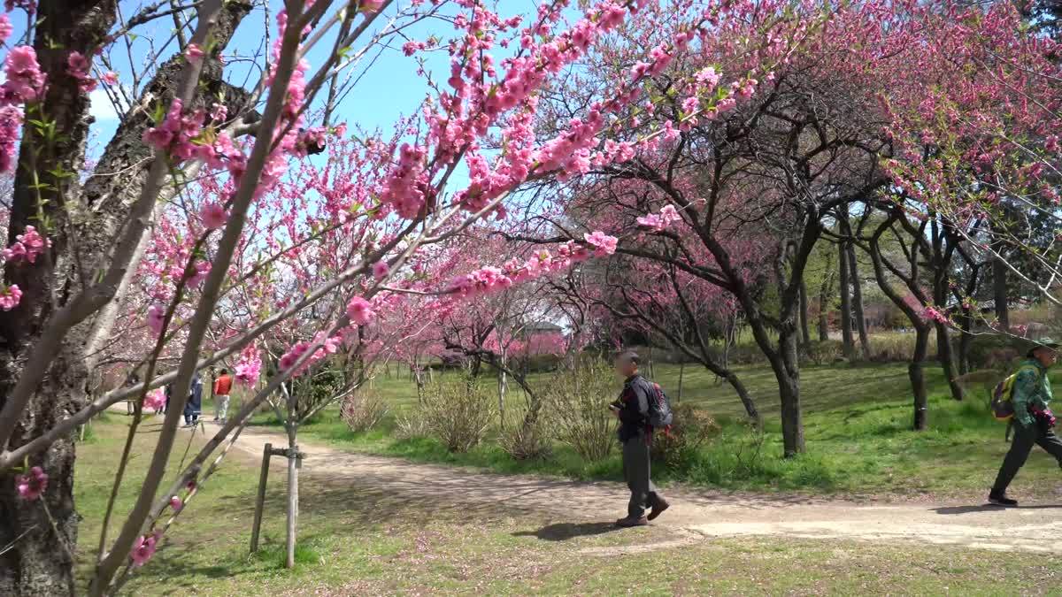 古河公方公園（古河桃まつり）動画のサムネイル