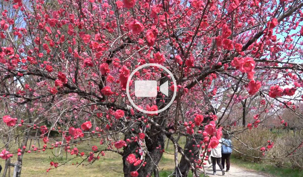 古河公方公園の桃まつりの動画