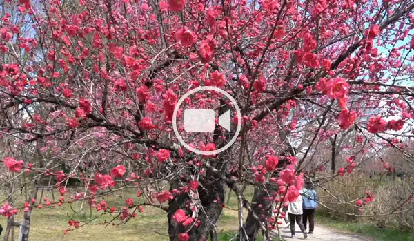 古河公方公園の浄円坊池付近通路の花桃動画