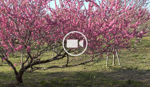 古河市観梅名所の古河公方公園の花桃の観光動画