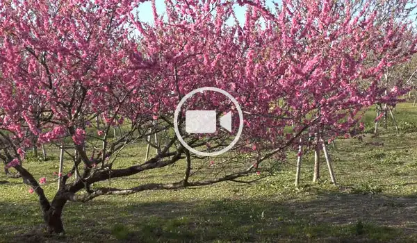 古河公方公園の桃林東側の寿星桃の動画