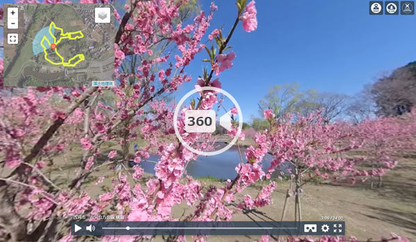 古河市の古河公方公園の桃園の観光VR動画