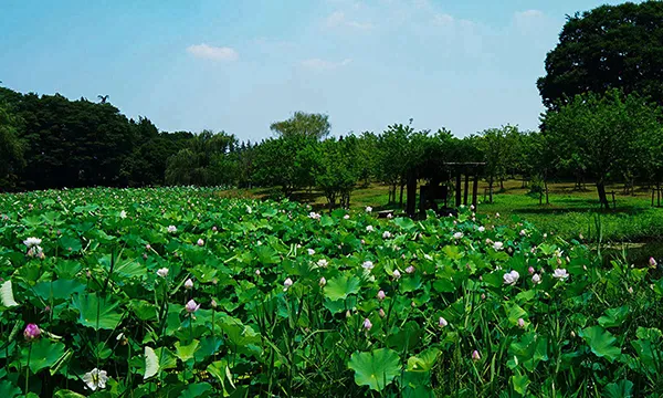 茨城県のハスの花・蓮池おすすめ季節観光名所の古河公方公園のVRツアー