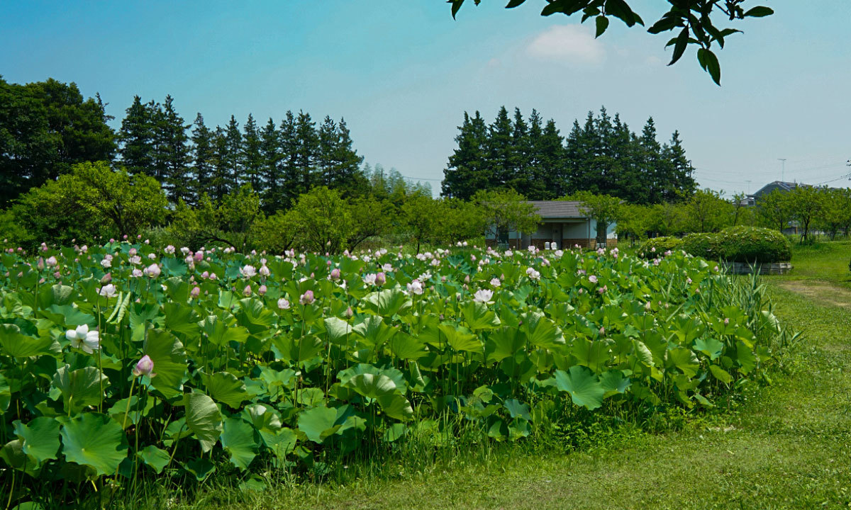 古河公方公園のハスの花・蓮池のVRツアー