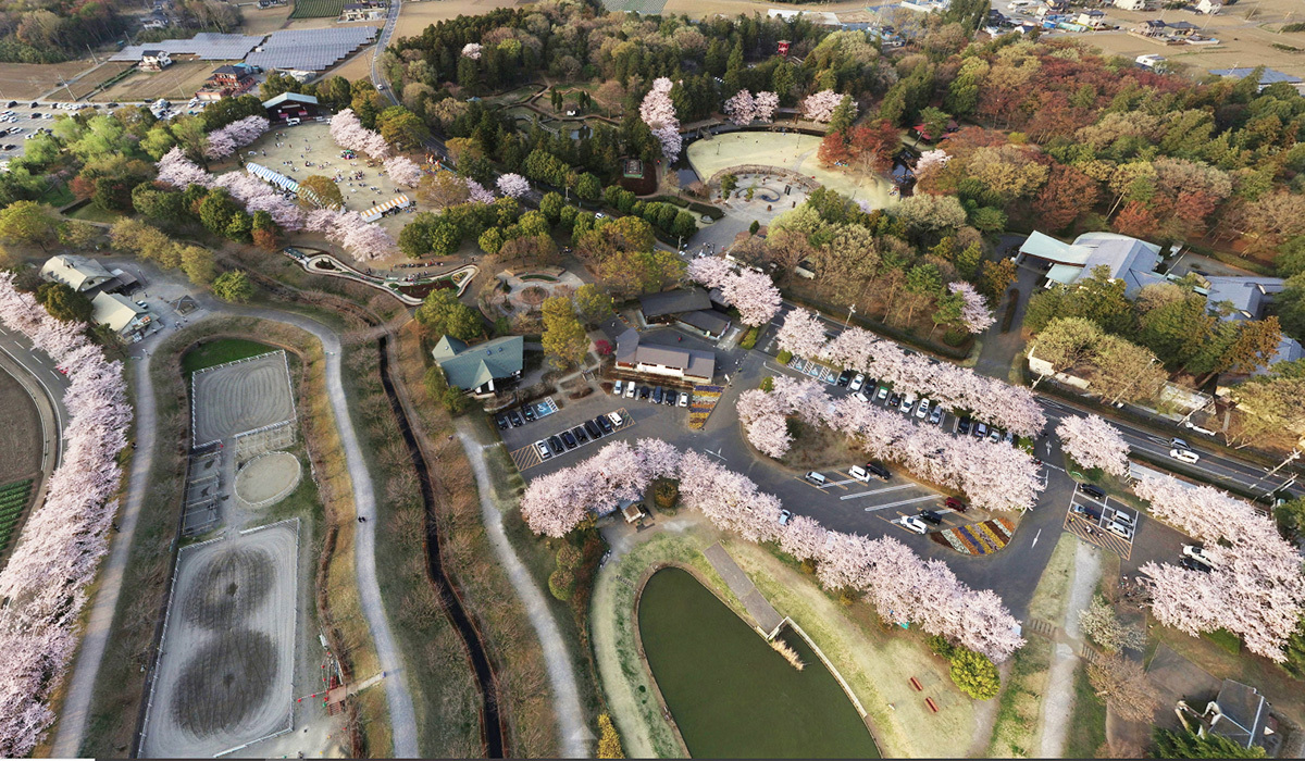 茨城県古河市のネーブルパークの桜VRツアー