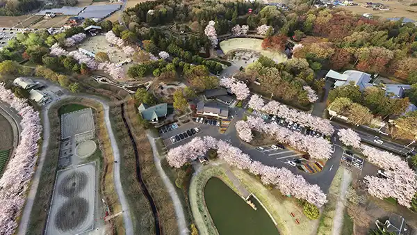 古河市のネーブルパークの桜・桜まつりの様子
