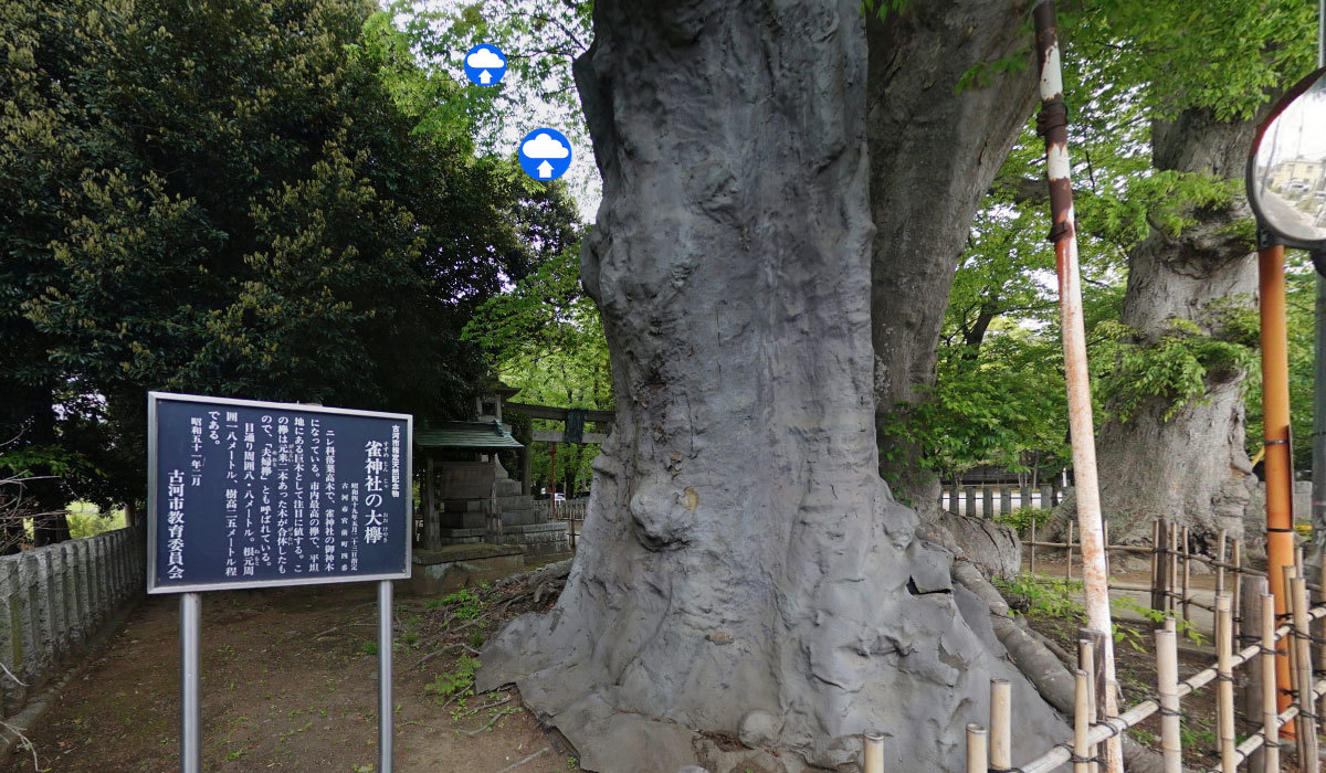 古河市巨木観光名所の雀神社の大ケヤキ