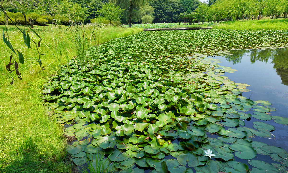 古河公方公園・浄円坊池のスイレンの花・池のVRツアー