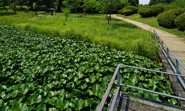 古河市のスイレンの花観光名所の古河公方公園・浄円坊池