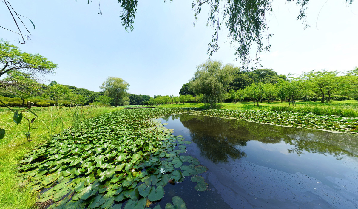 古河市鴻巣のスイレンおすすめスポットの古河公方公園のスイレン