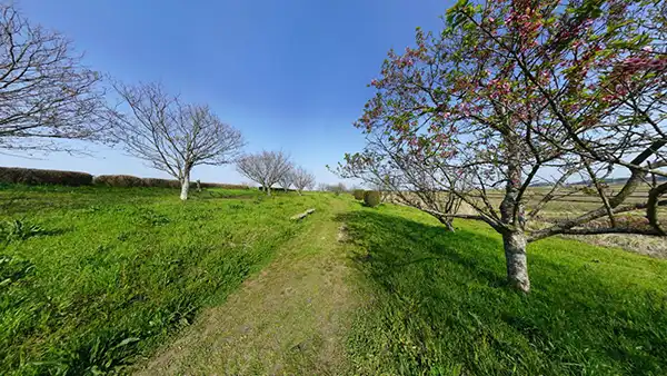 石岡市の恋瀬川・桜づつみの桜VRツアー