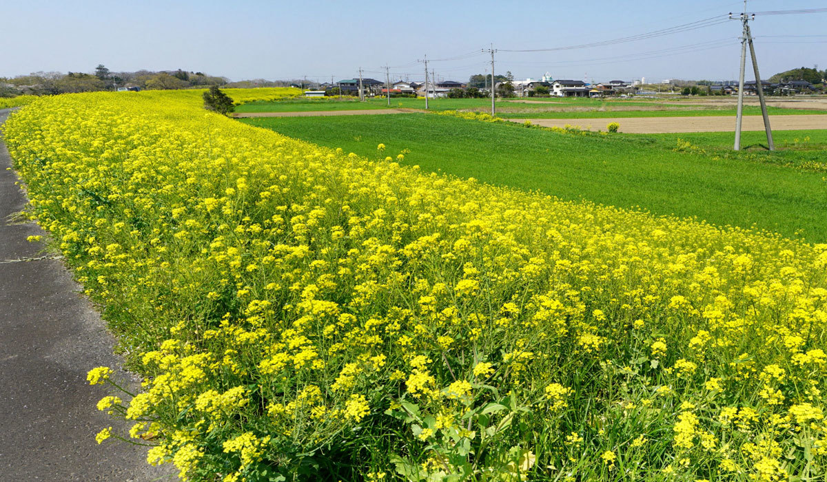 茨城県つくば市の菜の花畑おすすめ観光スポットの小貝川